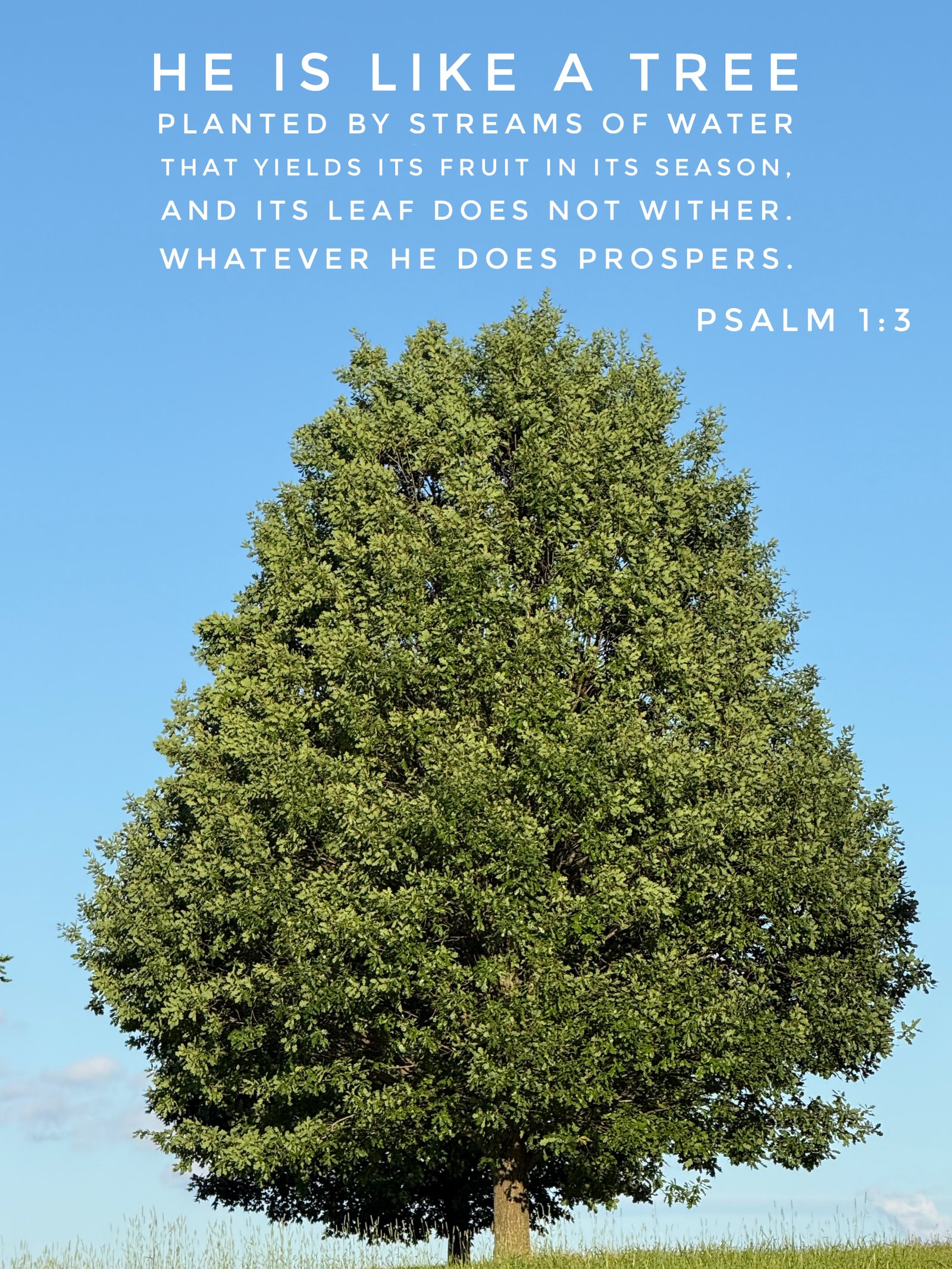 Psalm 1:3