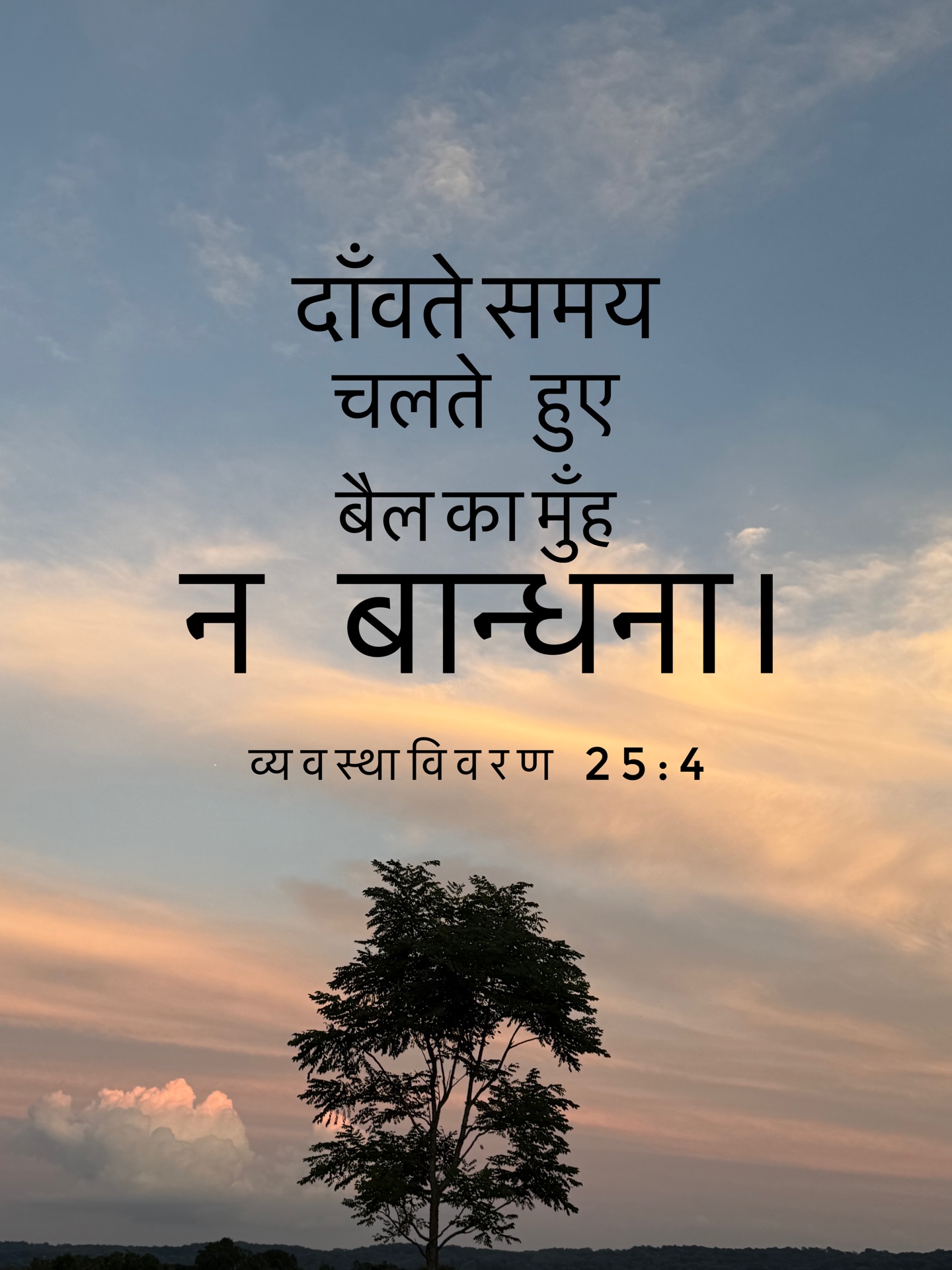 Deuteronomy 25:4 - दाँवते समय चलते हुए बैल का मुँह न बाँधना।