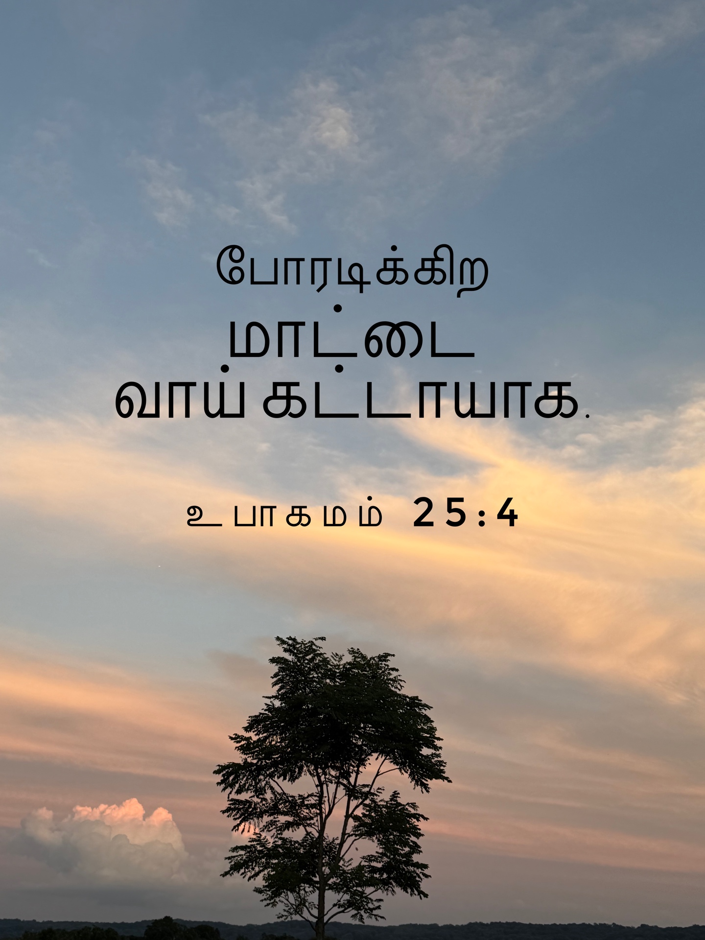 Deuteronomy 25:4 - போரடிக்கிற மாட்டை வாய் கட்டாயாக.