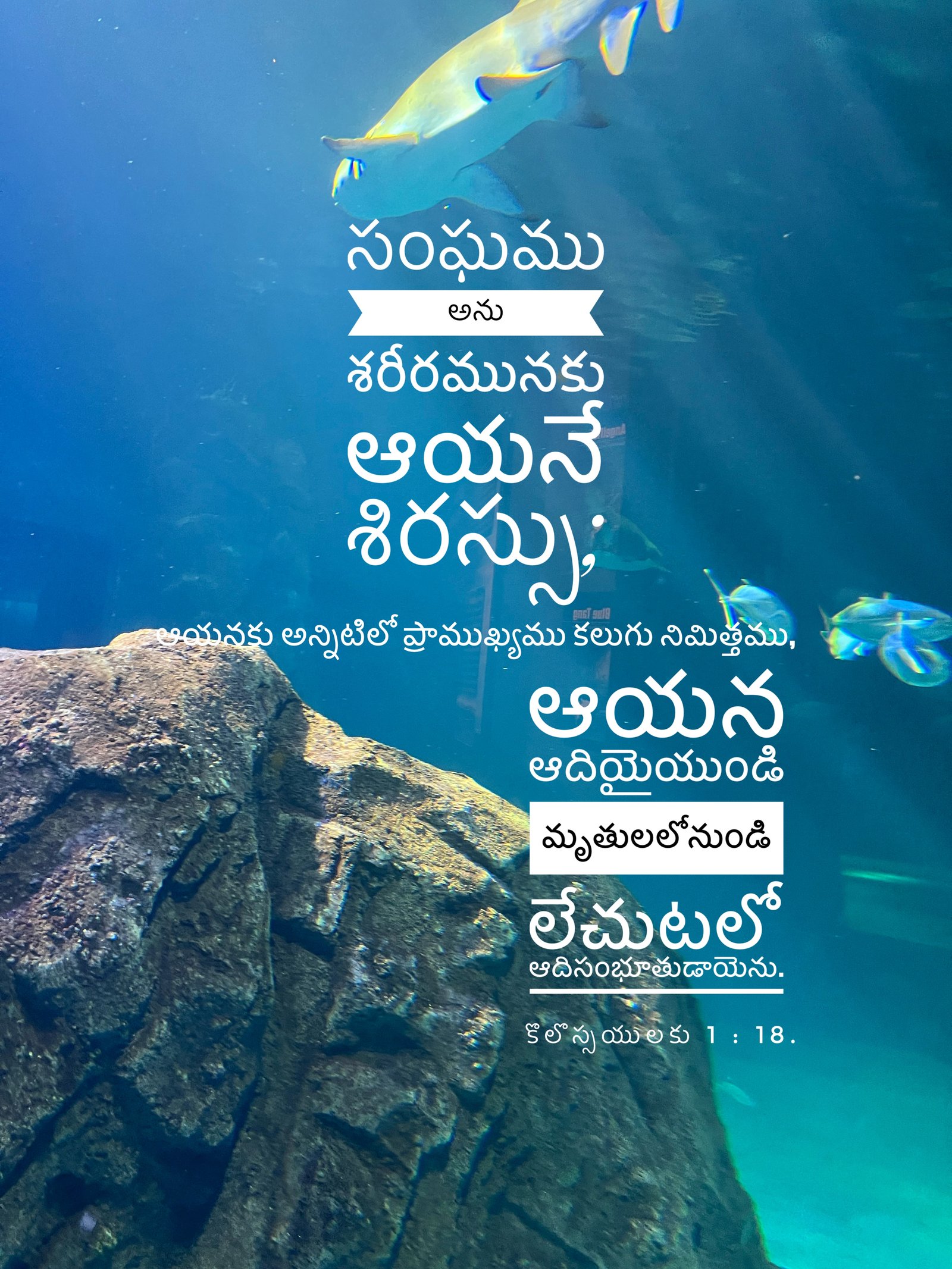 Colossians 1:18