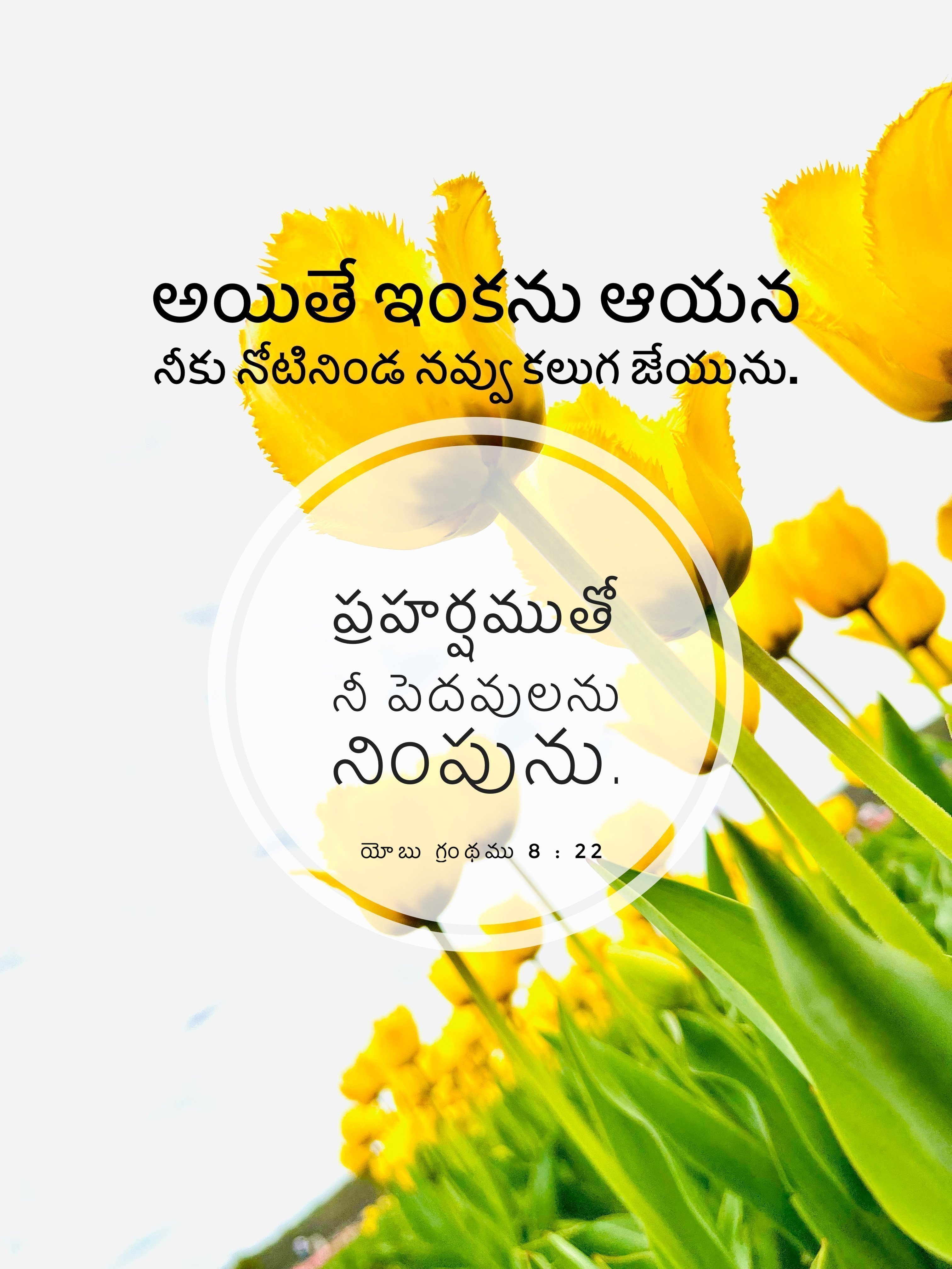Job 8:22