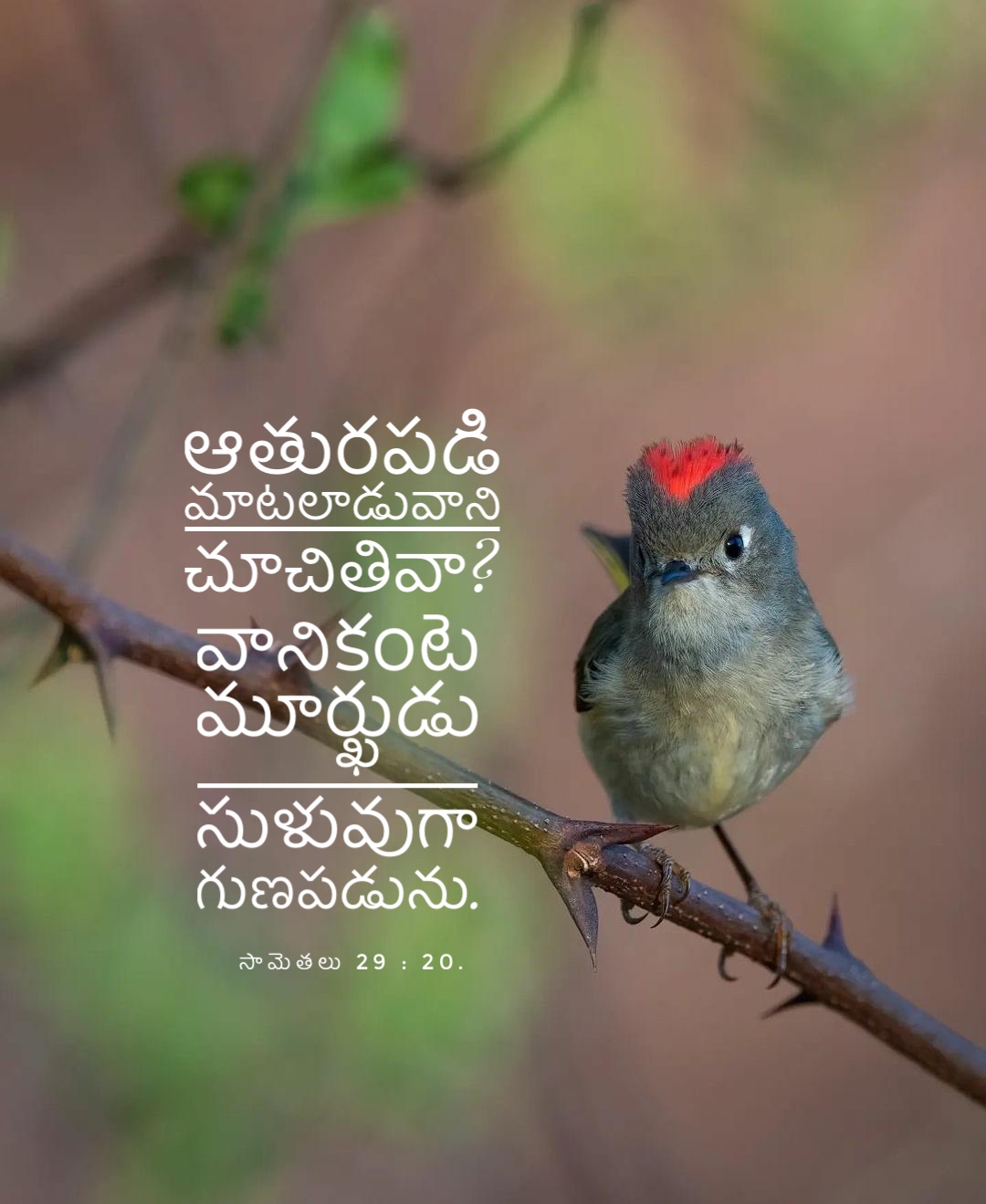 Proverbs 29:20