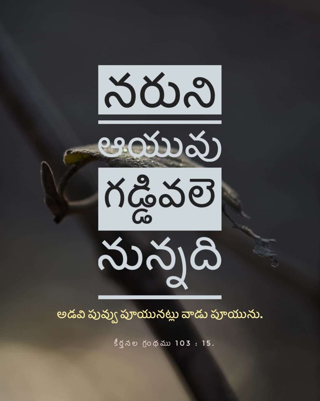 Psalm 103:15