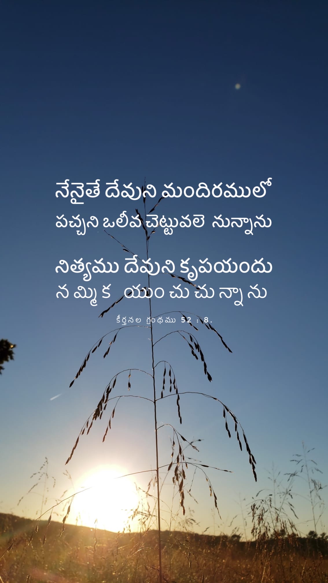 Psalm 52:8