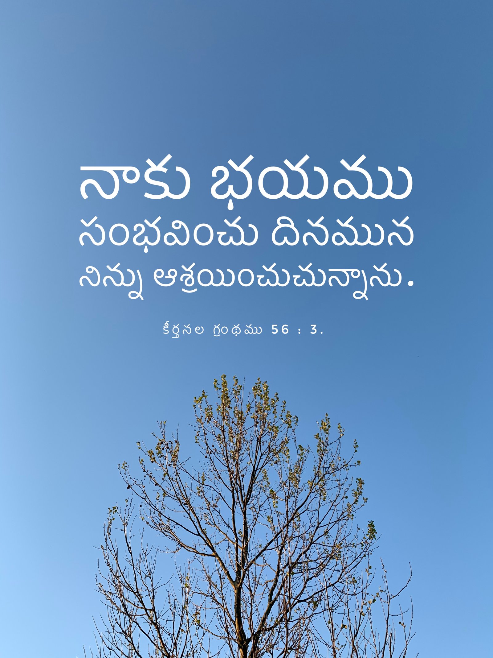 Psalm 56:3