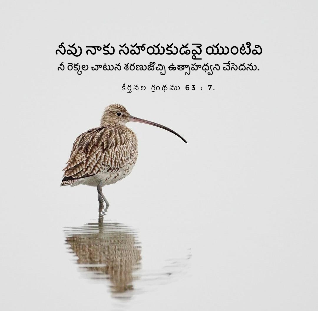 Psalm 63:7