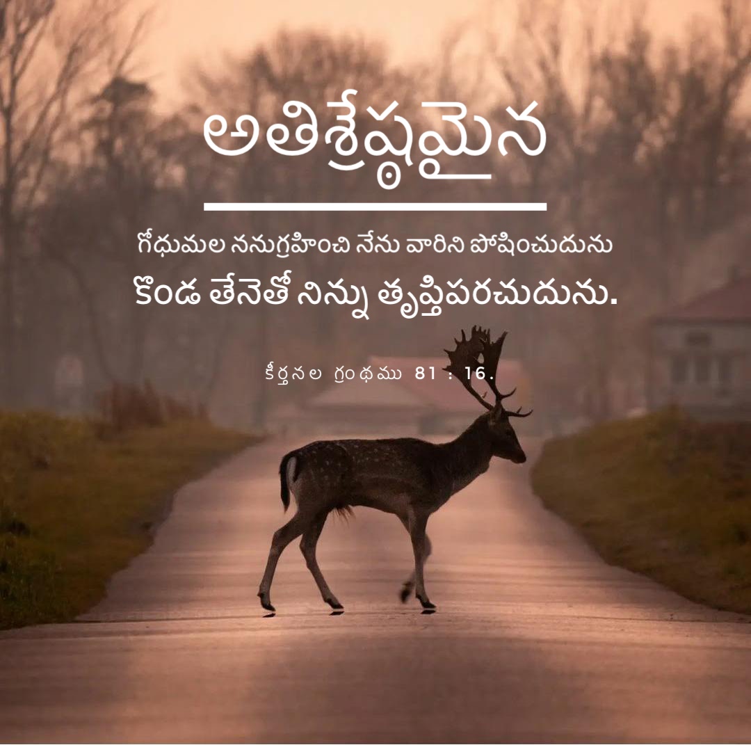 Psalm 81:16