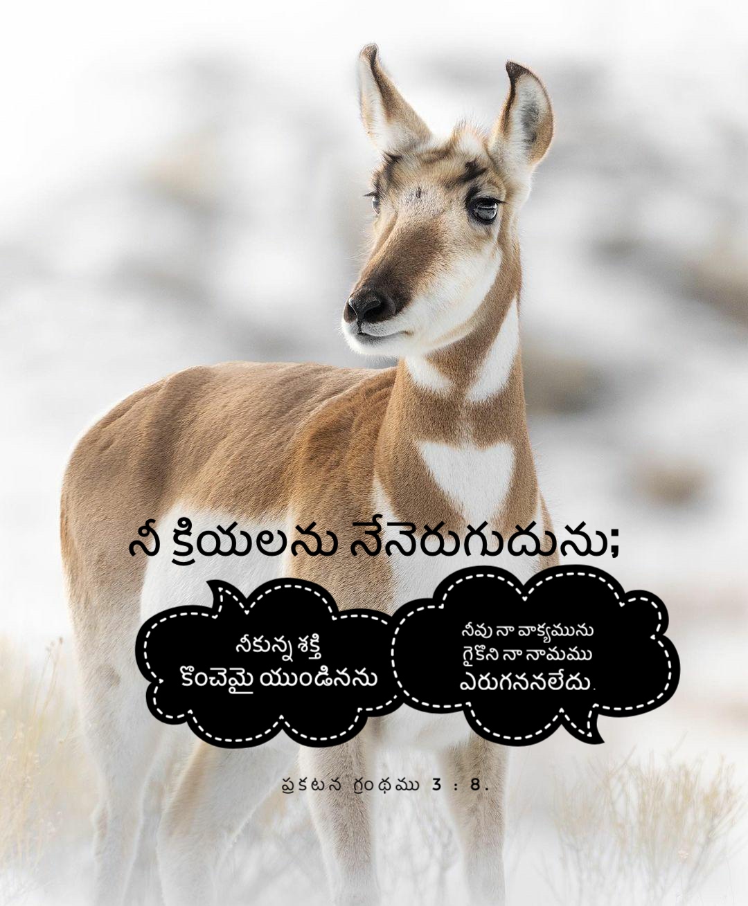 Revelation 3:8